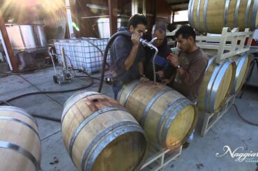 Vine to Wine, Winemaking at Naggiar Vineyards