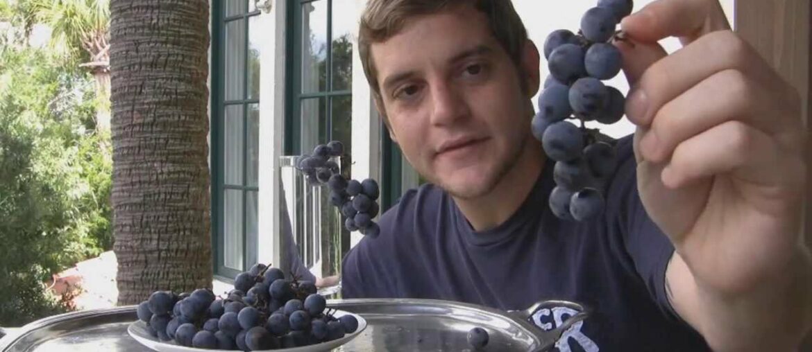 *'Cabernet Sauvignon' Wine Grapes* +Excellent French Wine Grape+