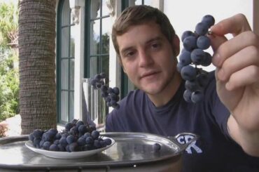 *'Cabernet Sauvignon' Wine Grapes* +Excellent French Wine Grape+