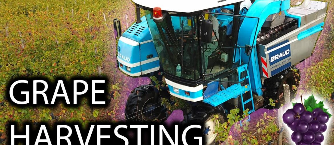 Harvesting Grapes! | Aquitaine Provence France 🇫🇷 | Wine Production Harvesting Grapes! | Aquitaine Provence France 🇫🇷 | Wine Production