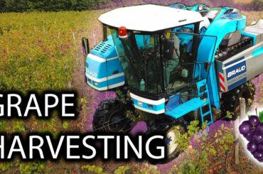 Harvesting Grapes! | Aquitaine Provence France 🇫🇷 | Wine Production