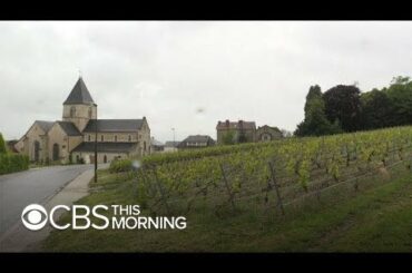 Inside the world of award-winning English wines challenging France's dominance