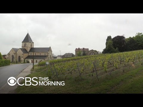 Inside the world of award-winning English wines challenging France's dominance Inside the world of award-winning English wines challenging France's dominance