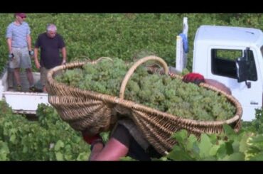 France winery puts all its grapes in one basket