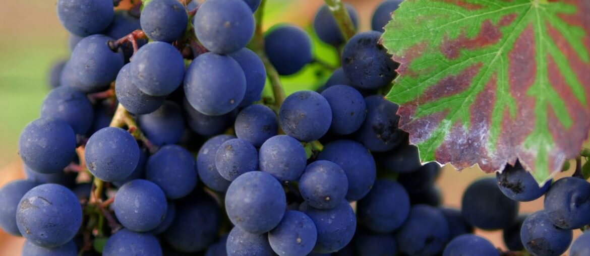 French Wine Questions and Answers for Beginners French Wine Questions and Answers for Beginners