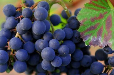 French Wine Questions and Answers for Beginners