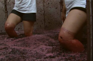 How to harvest Wine Grape - Amazing Grape Factory - Wine Making Processing