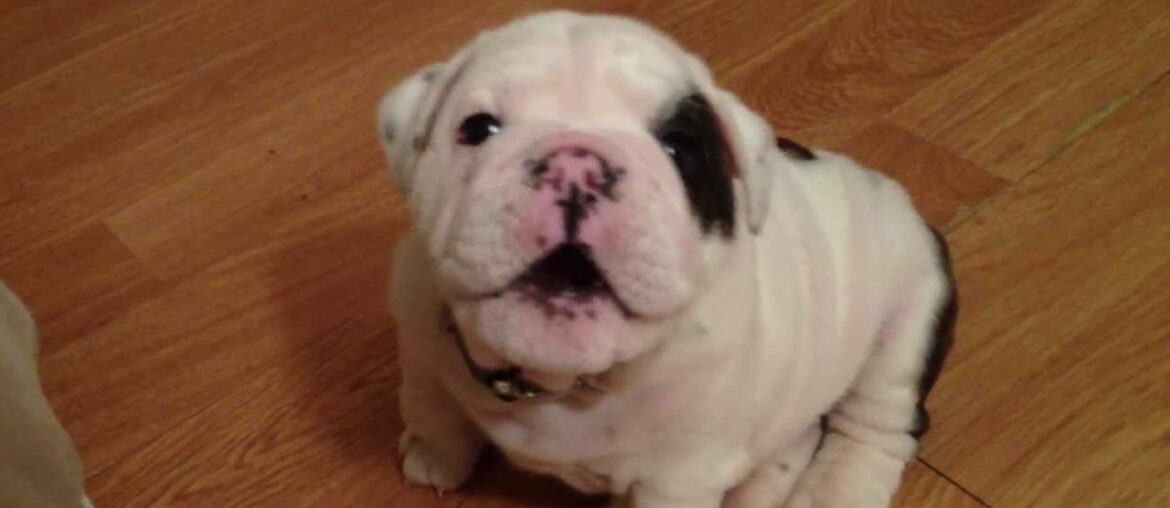 Bentley the Bulldog Puppy is fussy