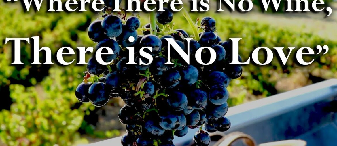 My Tribute to Vintage 2018 🇫🇷🍷🇮🇹 | Wine Harvest Season in France & Italy