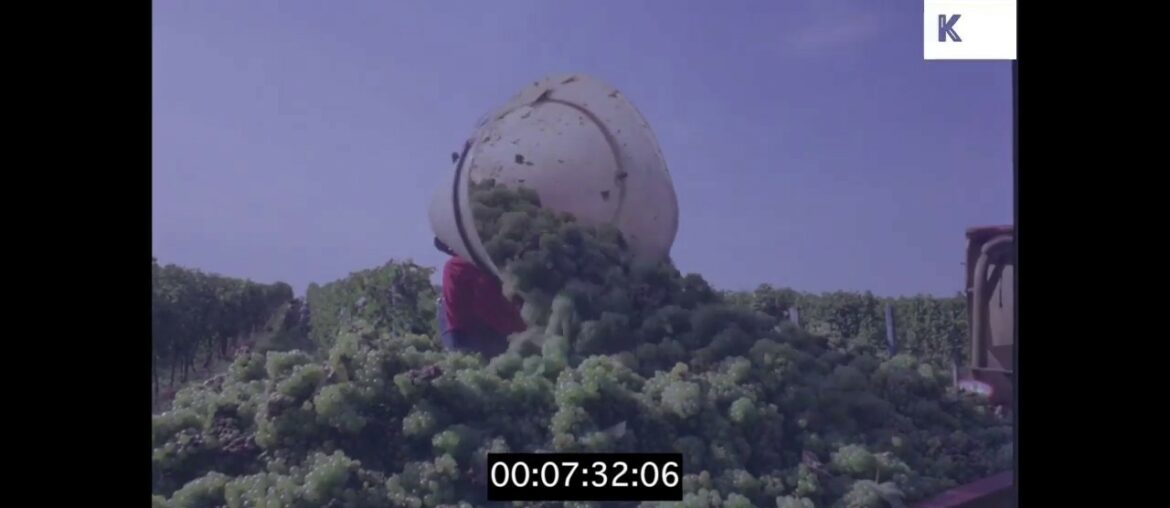 1970s, 1980s Vineyard in the South of France, 35mm 1970s, 1980s Vineyard in the South of France, 35mm