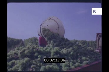 1970s, 1980s Vineyard in the South of France, 35mm