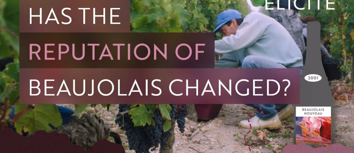 What is Beaujolais Wine? Breaking Down The Region What is Beaujolais Wine? Breaking Down The Region