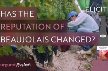 What is Beaujolais Wine? Breaking Down The Region