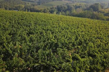 Why is French Wine Famous and What are the Most Famous Regions