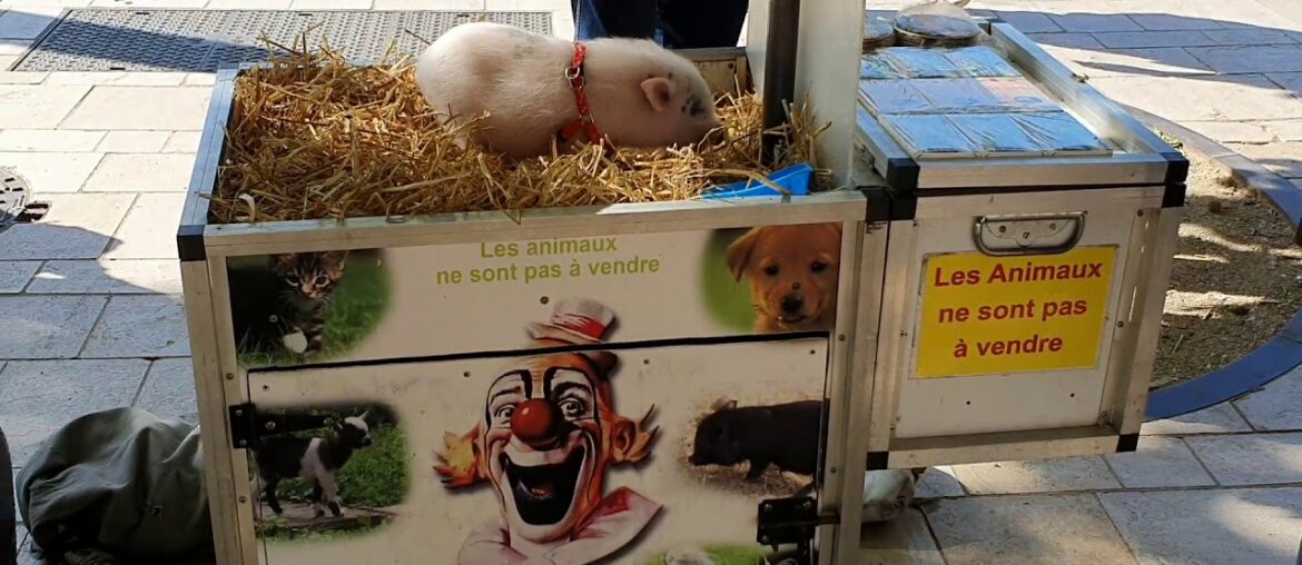 Dani At the Aix-en-Provence Farmer's Market, Provence, France