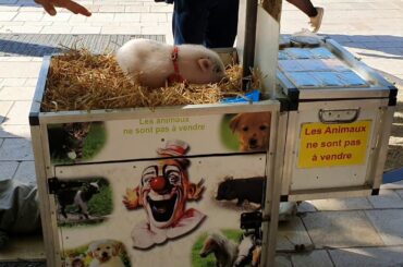 Dani At the Aix-en-Provence Farmer's Market, Provence, France