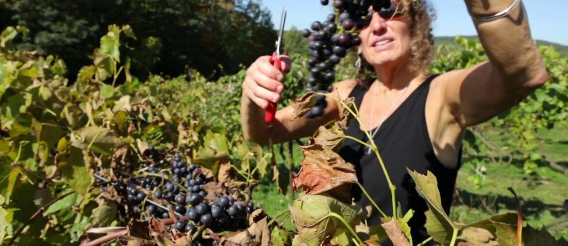 Maine Coast Vineyards