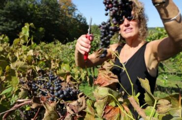 Maine Coast Vineyards