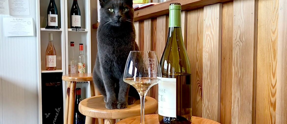 60-SECOND EXCURSION: Touring wineries with pets in the French Languedoc wine region 60-SECOND EXCURSION: Touring wineries with pets in the French Languedoc wine region