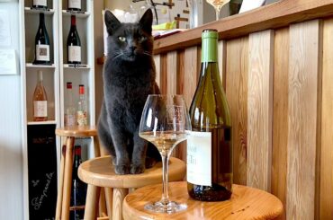 60-SECOND EXCURSION: Touring wineries with pets in the French Languedoc wine region