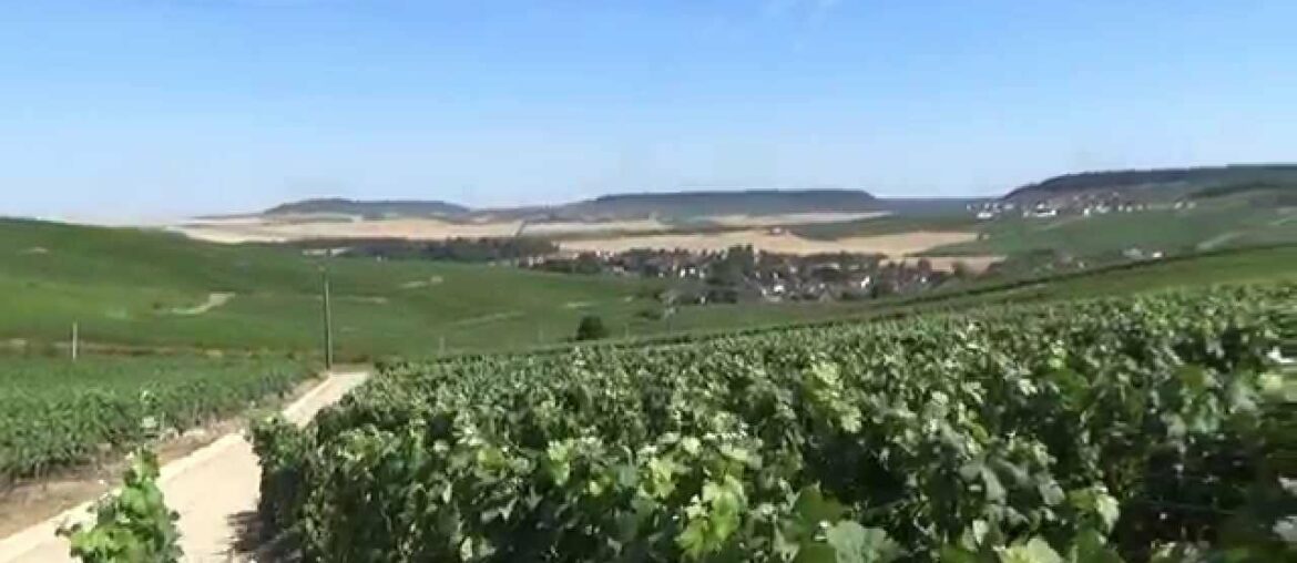 Champagne vineyards, Moussy, Marne, Champagne-Ardenne, France, Europe Champagne vineyards, Moussy, Marne, Champagne-Ardenne, France, Europe