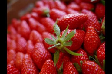 Dining in Paris and Environs / la cuisine parisienne