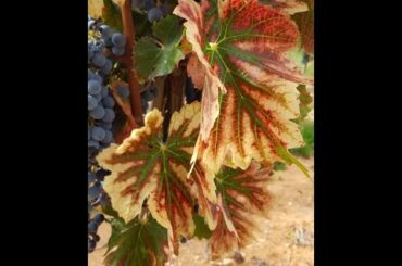 Bliss Travels 2019 Season Trip Video