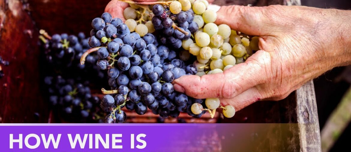 Making Wine At The Oldest Winery In South Africa – Groot Constantia Making Wine At The Oldest Winery In South Africa - Groot Constantia