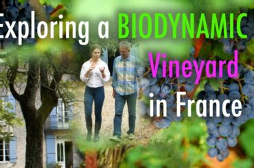 Exploring a Biodynamic Vineyard in France