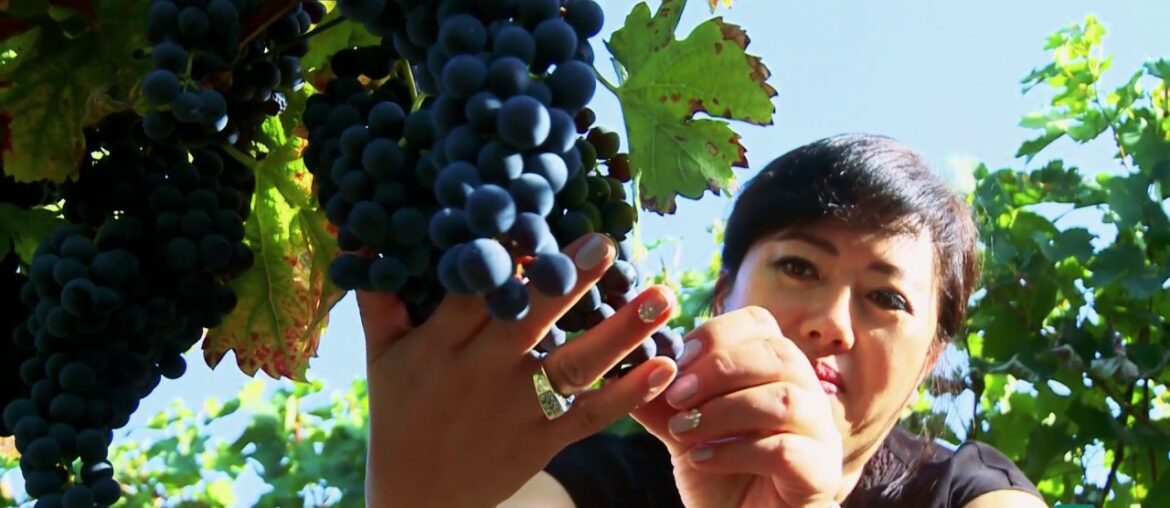 Take a journey through wine world: Making wine