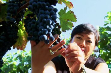 Take a journey through wine world: Making wine