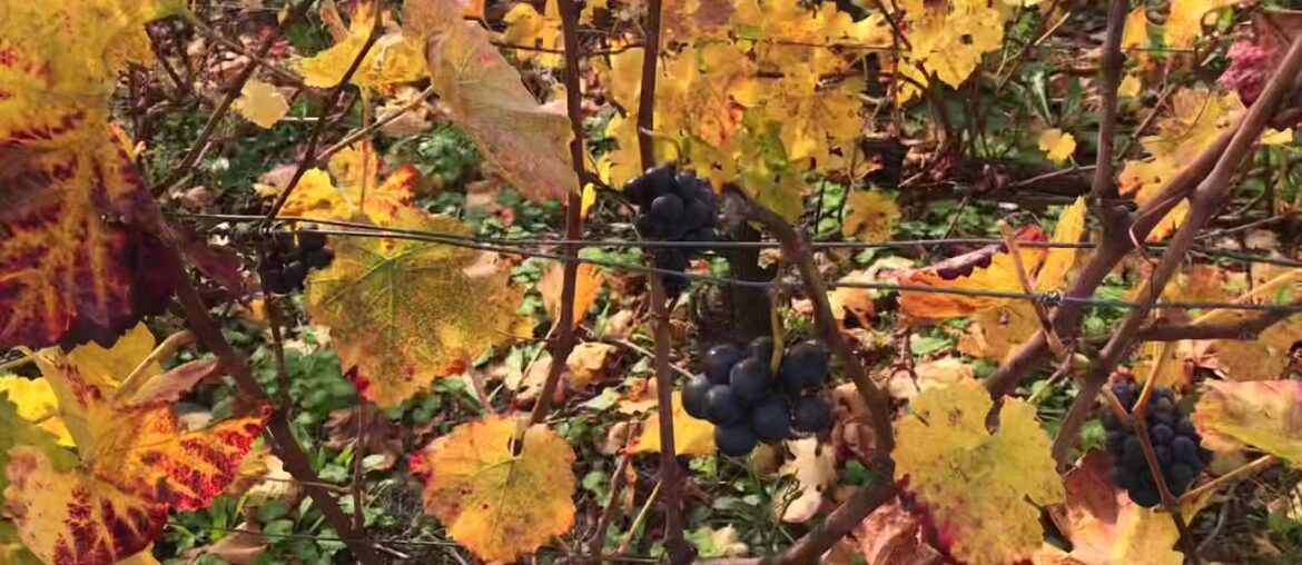 Champagne France 🇫🇷