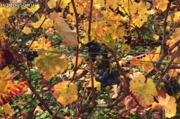 Champagne France 🇫🇷