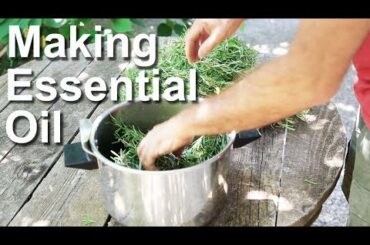 Essential oil distillation home made , rosemary - Huile essentielle distillation maison, romarin