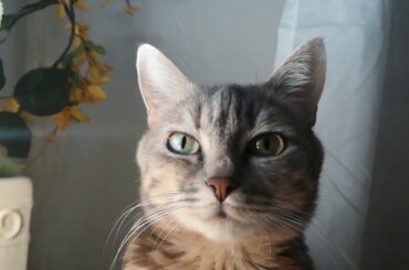 chicken quesadillas recipe|french poems