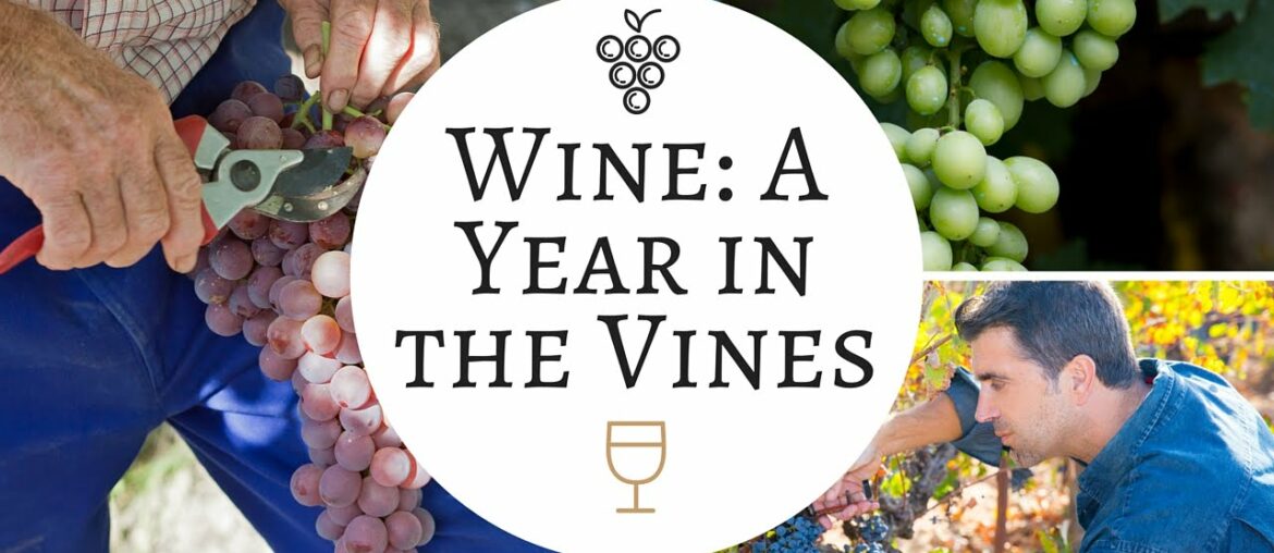 Making Wine: In the Vineyard | A Year in the Vines