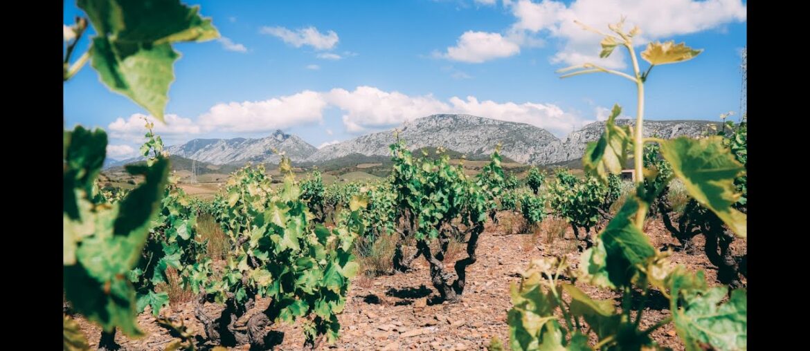The Terroirs of Roussillon – Masters of Wine Talk about Roussillon Wine Part.2 The Terroirs of Roussillon - Masters of Wine Talk about Roussillon Wine Part.2
