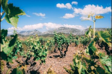 The Terroirs of Roussillon - Masters of Wine Talk about Roussillon Wine Part.2