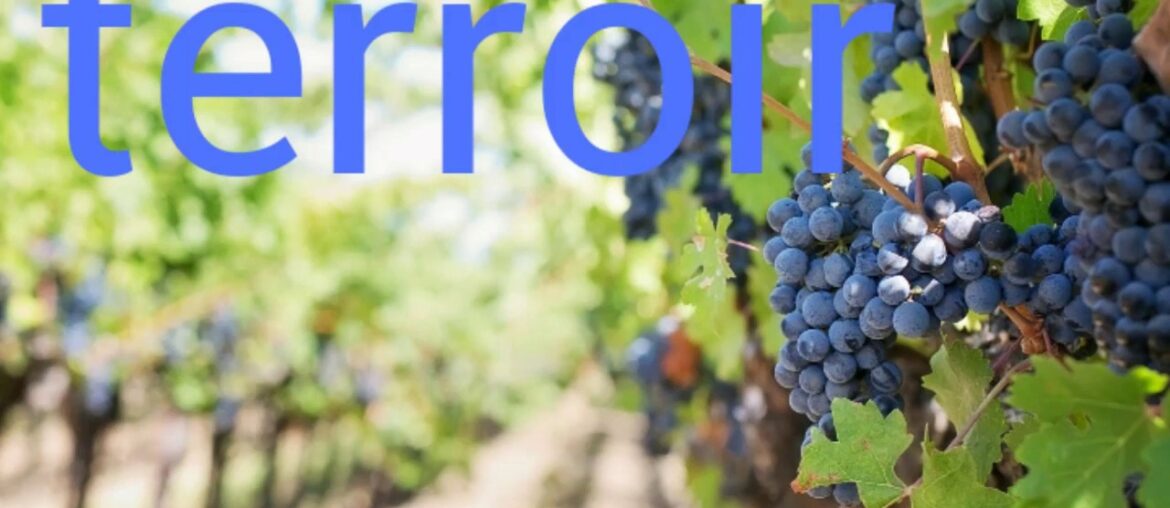 How to pronounce terroir. Wine terminology. How to pronounce terroir. Wine terminology.