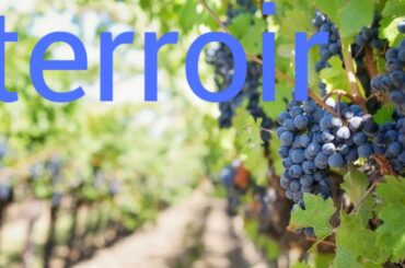 How to pronounce terroir. Wine terminology.
