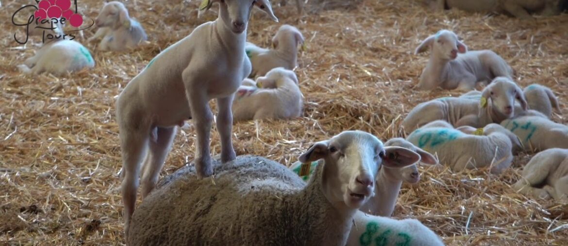 Roquefort - blue & creamy - in Aveyron, France