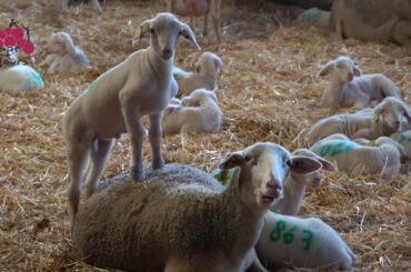 Roquefort - blue & creamy - in Aveyron, France