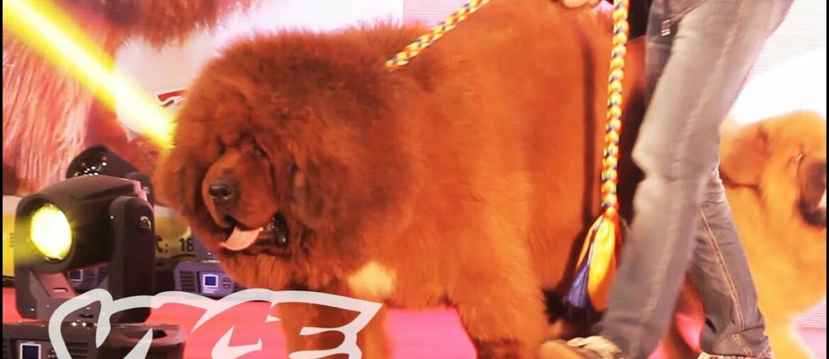 The Most Expensive Dog in the World: VICE INTL (China) The Most Expensive Dog in the World: VICE INTL (China)