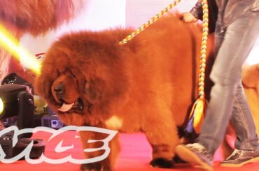 The Most Expensive Dog in the World: VICE INTL (China)