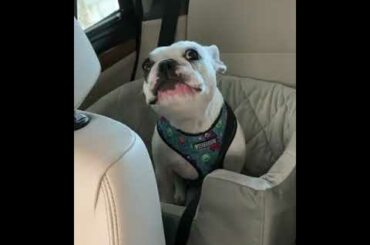 Dog  complaining to mom for not going to the park 😂😂| #buildmepark walter the dog