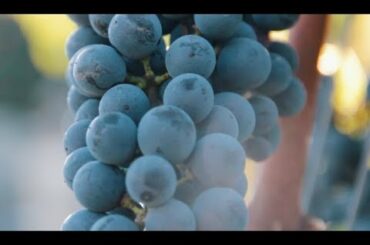 Art of Making Wine - France