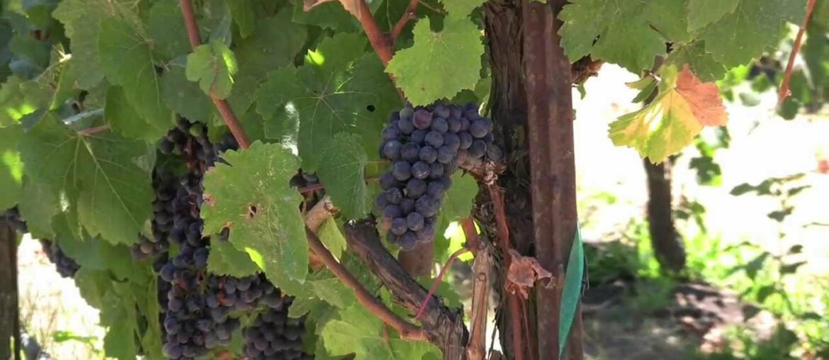 Sonoma County 2012 Wine Harvest – Wine Oh TV Sonoma County 2012 Wine Harvest - Wine Oh TV