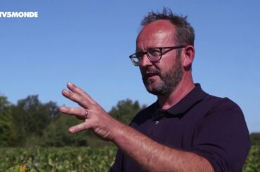 Château Smith Haut Lafitte en France