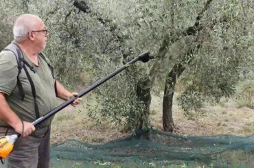 Dani on the wine Trail of Saint Rémy de Provence, France - The olive harvest