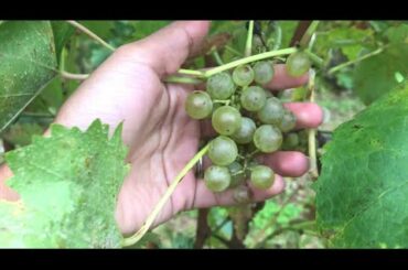 FRANCE 🇫🇷 | BORDEAUX PENGHASIL WINE PALING TERKENAL di DUNIA